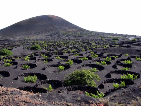 Viticulture in Lanzarote