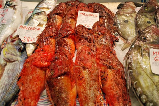 Scorpionfish 294
