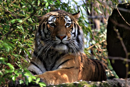 TigerPortrait
