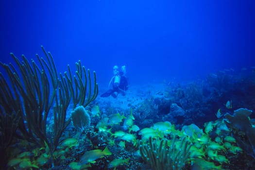 Grunt swarm with diver
