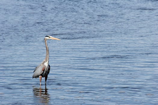 great blue heron
