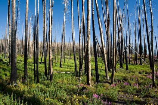 rebirth - after the fire in Yellowstone