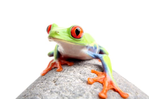 frog on a rock isolated