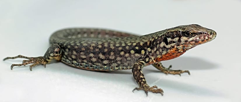 Lizard