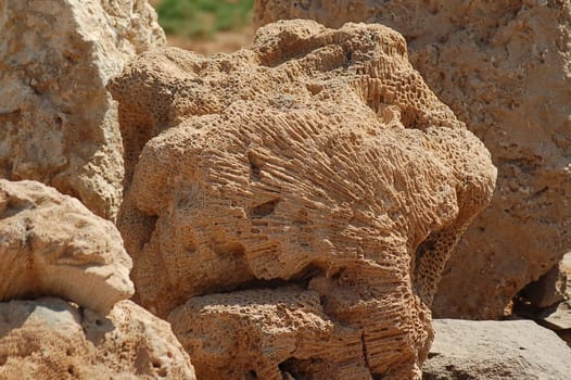petrified