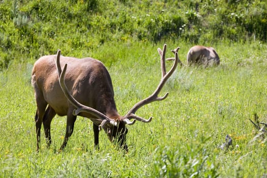 elk in yellowstone
