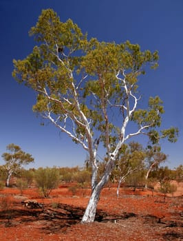 River eucalyptus