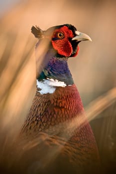 Pheasant