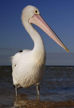 Australian pelican
