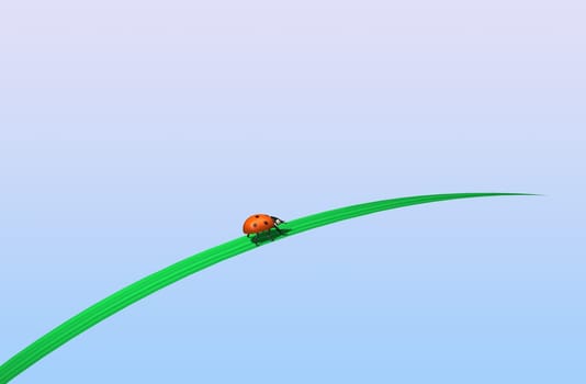Ladybug on blade of grass