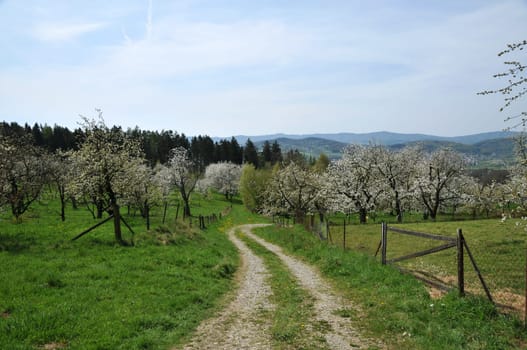 Cherry trees