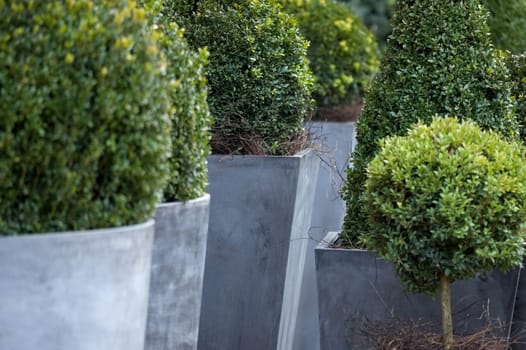 Boxwood
