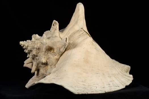 Sea Shell