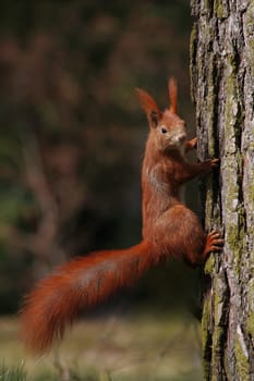 Climbing Artist
