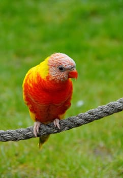 A different kind of bird