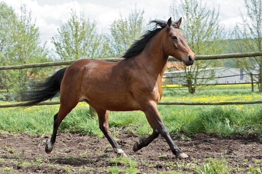 Andalusian stallion
