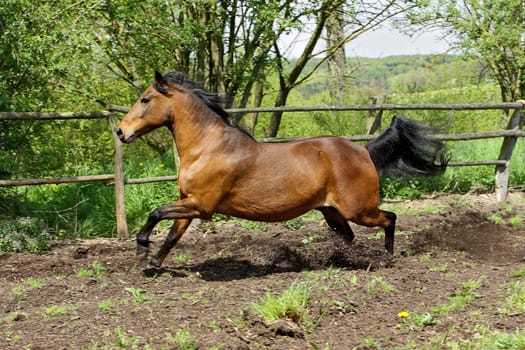 Andalusian stallion