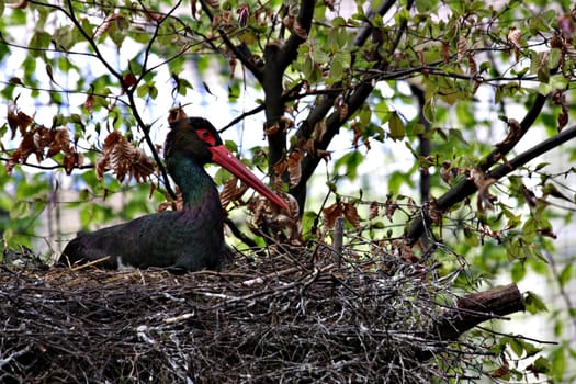 Black stork