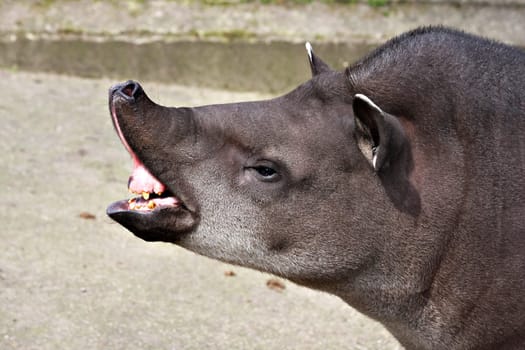 Lowland tapir