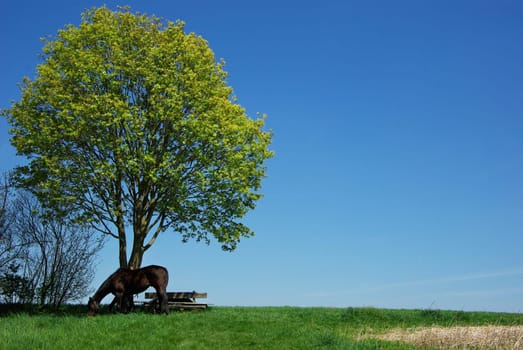 Resting place