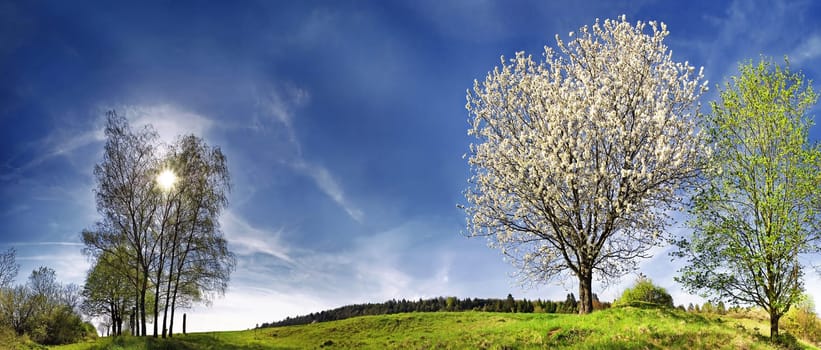 Spring sky