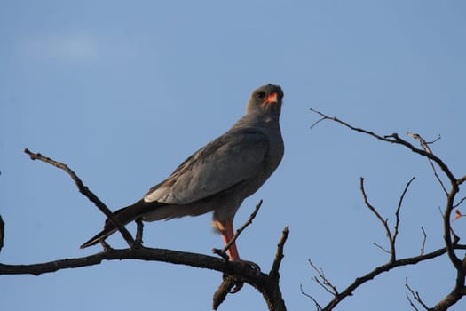Grey-rumped goshawk (Melierax metabates) in Namibia
