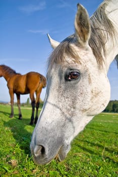 Horse's Eyes