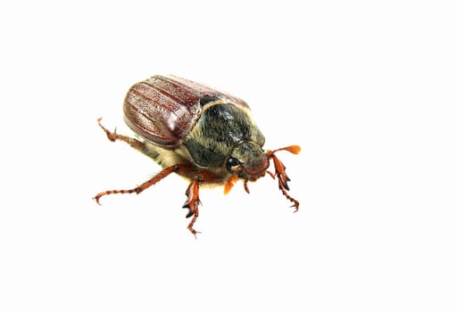 The cockchafer is doing well. I saw him fly away immediately after the "shooting"" in the garden."