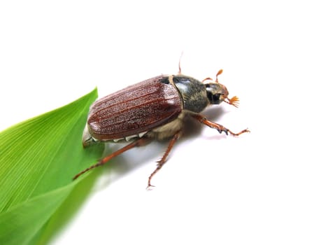 Cockchafer