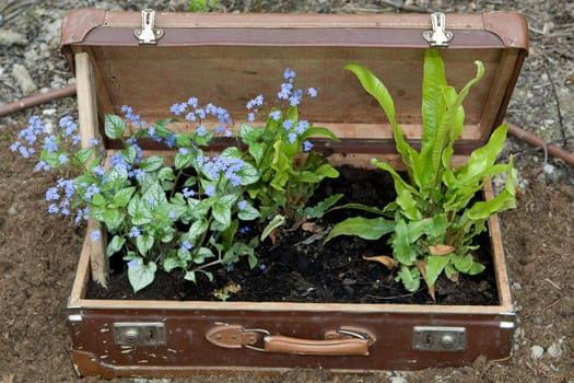 old suitcase with plants