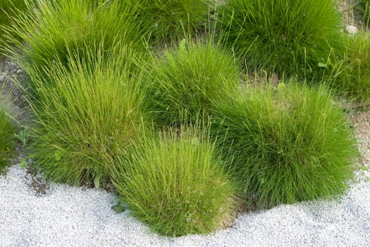 Dune with plants