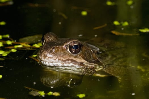 Frog Prince