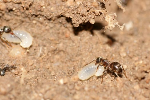 Ant with larva