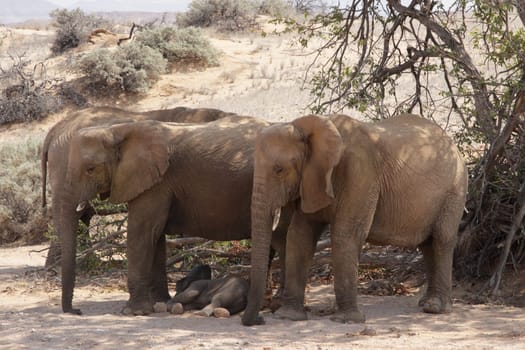 Desert elephants resting in the shade