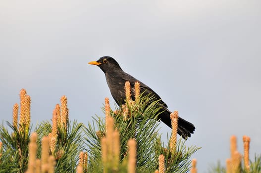 Blackbird - male in the garden.