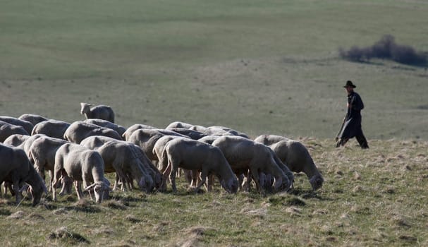 Flock of sheep