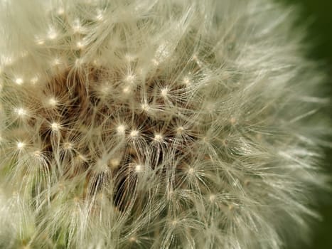 Dandelion,Macro