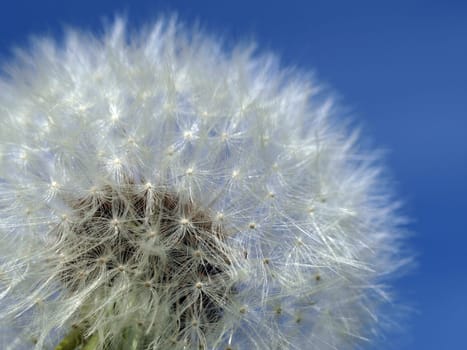 Dandelion,Macro