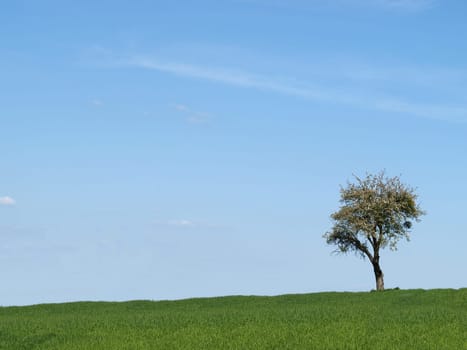 Lonely Apple Tree