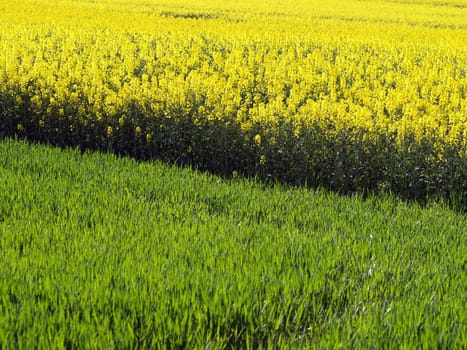 Young cereals and rapeseed