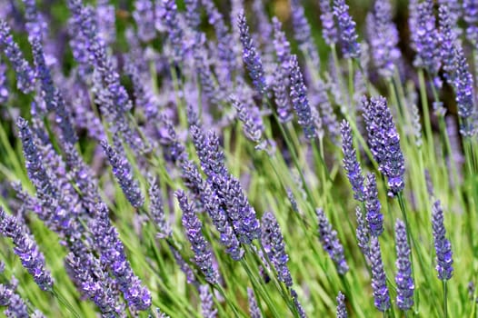 Lavender,Lavandula angustifolia,Provence,France