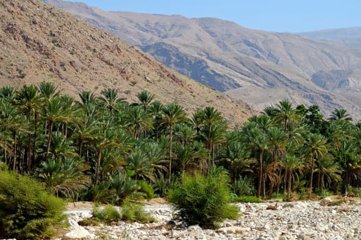 Green oasis in the mountains of Oman