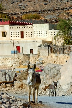 Sayh,villagescape with donkey,Musandam,Oman