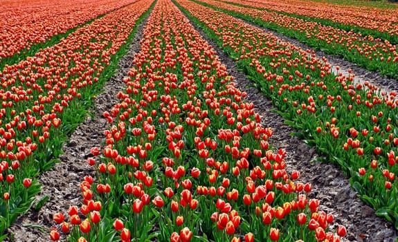 Tulip Field