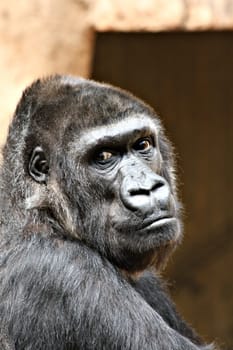 GorillaPortrait