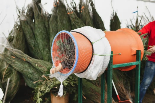 Salesman being wrapped up a cut Christmas tree packed in a plastic net