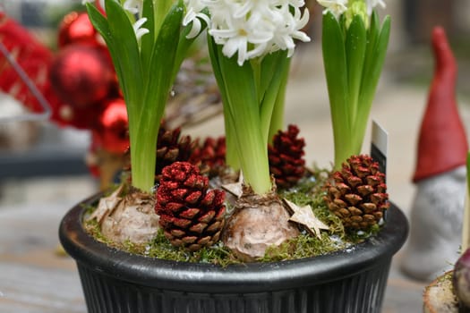 Christmas composition with hyacinths for Christmas