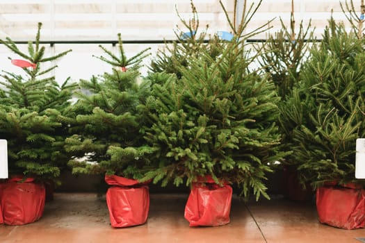 Christmas trees in a red pots for sale on a market for growing