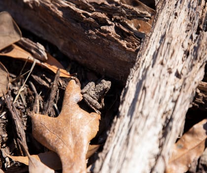 Young Blanchard's cricket frog (Acris crepitans blanchardi) between two pieces of broken limb on a dead leaf