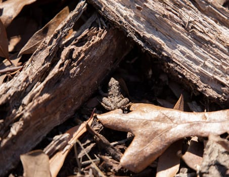 Young Blanchard's cricket frog (Acris crepitans blanchardi) between two pieces of broken limb on a dead leaf